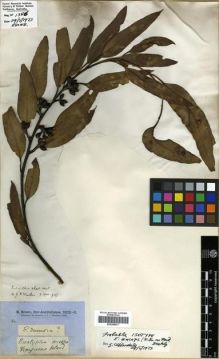 Type specimen at Edinburgh (E). Brown, Robert: . Barcode: E00288077.