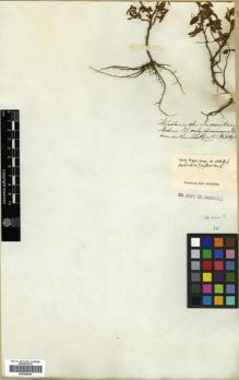 Type specimen at Edinburgh (E). Wight, Robert: 1143B. Barcode: E00288084.