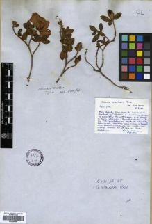 Type specimen at Edinburgh (E). Arnott, George: . Barcode: E00288088.