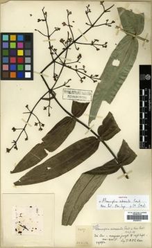 Type specimen at Edinburgh (E). Kerr, Arthur: 2427. Barcode: E00288101.