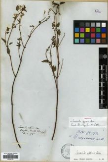 Type specimen at Edinburgh (E). Walker, George: 95. Barcode: E00288120.