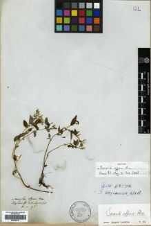 Type specimen at Edinburgh (E). Walker, George: 95. Barcode: E00288121.
