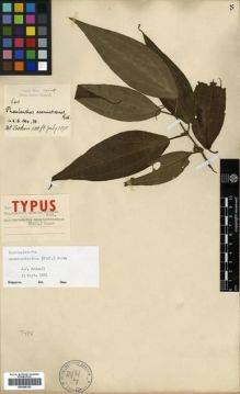 Type specimen at Edinburgh (E). Hose, Charles: 640. Barcode: E00288122.