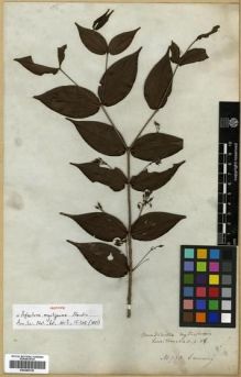 Type specimen at Edinburgh (E). Cuming, Hugh: 753. Barcode: E00288126.