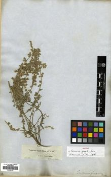 Type specimen at Edinburgh (E). Boissier, Pierre: 46. Barcode: E00288129.