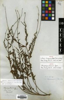 Type specimen at Edinburgh (E). Drummond, Thomas: 36. Barcode: E00288151.