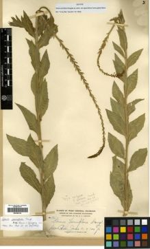 Type specimen at Edinburgh (E). Baker, Charles: 94. Barcode: E00288154.