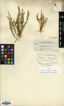 Type specimen at Edinburgh (E). Nelson, Aven; Macbride, James: 1302. Barcode: E00288155.