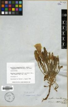 Type specimen at Edinburgh (E). Tolmie, William: . Barcode: E00288170.