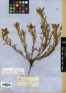 Type specimen at Edinburgh (E). Fendler, August: 230. Barcode: E00288171.