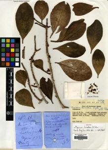 Type specimen at Edinburgh (E). Tait, D.: 40. Barcode: E00288180.