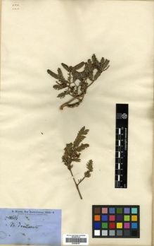 Type specimen at Edinburgh (E). Brown, Robert: 4686. Barcode: E00288187.