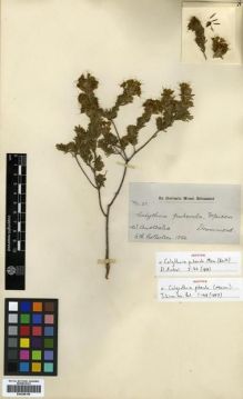 Type specimen at Edinburgh (E). Drummond, James: 51. Barcode: E00288198.