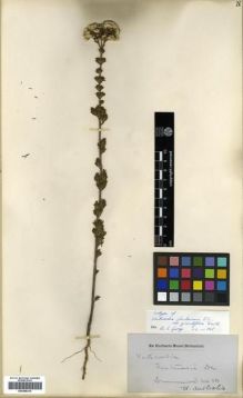 Type specimen at Edinburgh (E). Drummond, James: 110. Barcode: E00288210.
