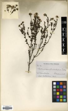 Type specimen at Edinburgh (E). Drummond, James: 24. Barcode: E00288211.