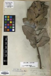 Type specimen at Edinburgh (E). Drummond, James: 43. Barcode: E00288227.