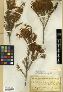 Type specimen at Edinburgh (E). Maiden, Joseph Henry: . Barcode: E00288233.