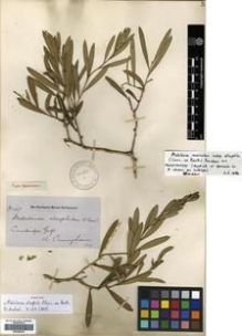 Type specimen at Edinburgh (E). Cunningham, Allan: 467. Barcode: E00288238.