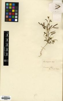 Type specimen at Edinburgh (E). Boissier, Pierre: . Barcode: E00288248.