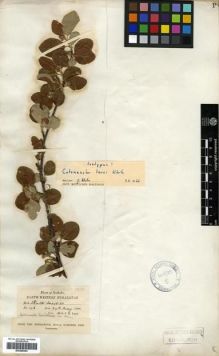 Type specimen at Edinburgh (E). Lace, John: 196. Barcode: E00288254.