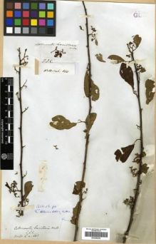 Type specimen at Edinburgh (E). Wallich, Nathaniel: 660. Barcode: E00288256.