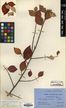 Type specimen at Edinburgh (E). Ludlow, Frank; Sherriff, George; Elliot, H.: 13347. Barcode: E00288262.