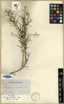 Type specimen at Edinburgh (E). Drummond, James: 241. Barcode: E00288289.