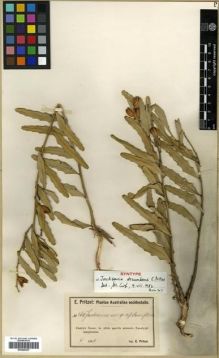 Type specimen at Edinburgh (E). Pritzel, Ernst: 260. Barcode: E00288307.