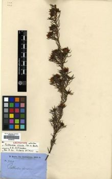 Type specimen at Edinburgh (E). Brown, Robert: 5020. Barcode: E00288336.