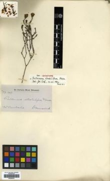 Type specimen at Edinburgh (E). Drummond, James: 247. Barcode: E00288342.