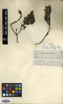 Type specimen at Edinburgh (E). Drummond, James: 71. Barcode: E00288343.
