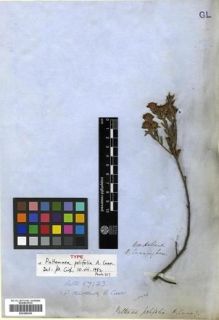 Type specimen at Edinburgh (E). Cunningham, Allan: . Barcode: E00288350.