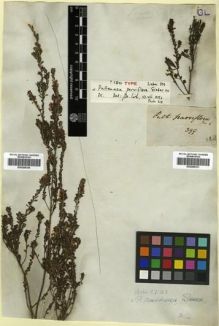 Type specimen at Edinburgh (E). Sieber, Franz(e): 399. Barcode: E00288351.