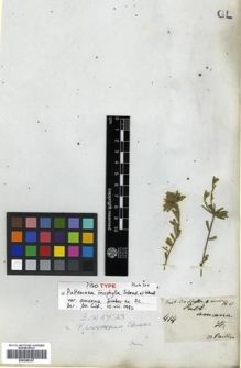 Type specimen at Edinburgh (E). Sieber, Franz(e): 414. Barcode: E00288357.