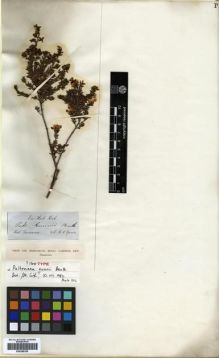 Type specimen at Edinburgh (E). Gunn, Ronald: . Barcode: E00288358.