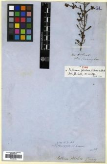 Type specimen at Edinburgh (E). Cunningham, Allan: . Barcode: E00288360.