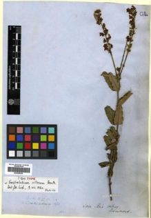 Type specimen at Edinburgh (E). Drummond, James: . Barcode: E00288365.