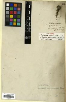 Type specimen at Edinburgh (E). Sieber, Franz(e): 407. Barcode: E00288371.