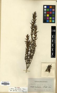 Type specimen at Edinburgh (E). Drummond, James: 61. Barcode: E00288375.
