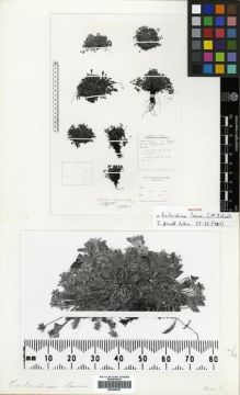 Type specimen at Edinburgh (E). Ludlow, Frank; Sherriff, George; Taylor, George: 5619. Barcode: E00288381.