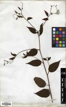 Type specimen at Edinburgh (E). Wallich, Nathaniel: 926. Barcode: E00288382.