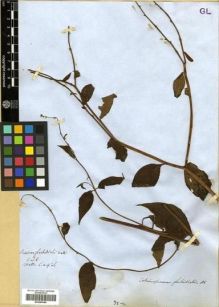 Type specimen at Edinburgh (E). Wallich, Nathaniel: 926. Barcode: E00288384.
