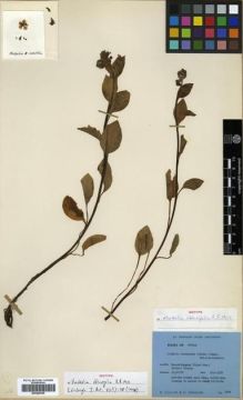 Type specimen at Edinburgh (E). Ludlow, Frank; Sherriff, George: 3302. Barcode: E00288385.
