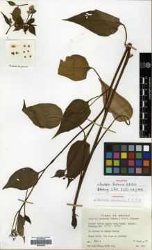 Type specimen at Edinburgh (E). Grierson, Andrew; Long, David: 1827. Barcode: E00288386.