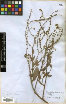 Type specimen at Edinburgh (E). Wallich, Nathaniel: 919.(B). Barcode: E00288394.