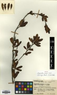 Type specimen at Edinburgh (E). Poilane, Eugene: 20525. Barcode: E00288395.