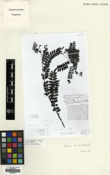 Type specimen at Edinburgh (E). Hooker, Joseph: . Barcode: E00288399.