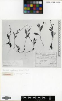 Type specimen at Edinburgh (E). Schweinfurth, George; Riva, Dominico: 1594. Barcode: E00288404.
