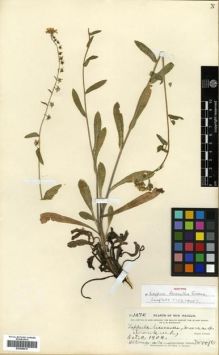 Type specimen at Edinburgh (E). Metcalfe, Orrick: 1475. Barcode: E00288419.