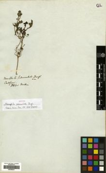 Type specimen at Edinburgh (E). Douglas, David: . Barcode: E00288433.